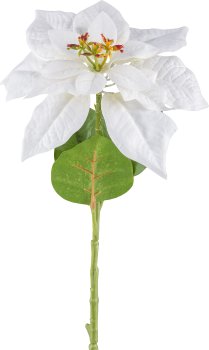 Poinsettia, 60cm, weiss