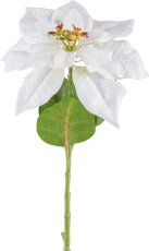 Poinsettia, 60cm, white