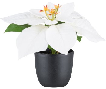Poinsettia in pot, white, 16cm