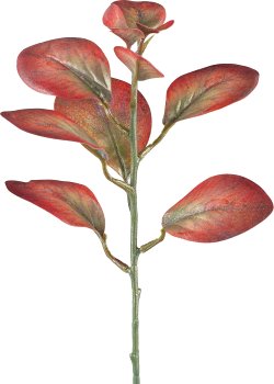 Cotinus, 32cm, sandstone red