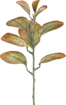 Cotinus, 32cm, wheat