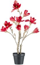 Magnolia in pot, 60cm, red