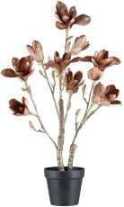 Magnolia in pot, 60cm, dark brown
