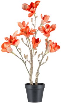 Magnolia in pot, 60cm, orange