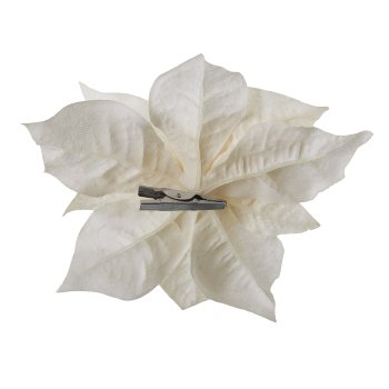 Velvet Poinsetienblüte mit Clip, 18cm, Creme