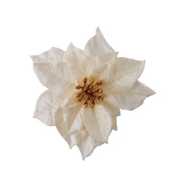 Velvet Poinsetienblüte mit Clip, 18cm, Creme