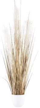 Pampasgras im Topf, 85cm, naturweiss