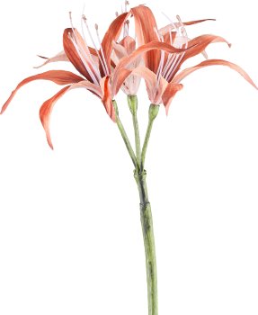 Nerine, 83cm, zimt
