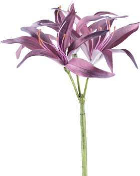 Nerine, 83cm, amethyst