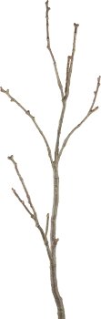Branch, 137cm, dark brown