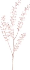 Phytolaca, 51cm, rosa