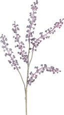 Phytolaca, 51cm, lila