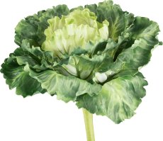 Ornamental cabbage, 30cm, green