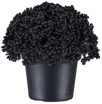 Sedumtöpfchen geeist, 10cm, schwarz