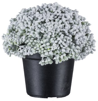 Sedum pot iced, 10cm, white