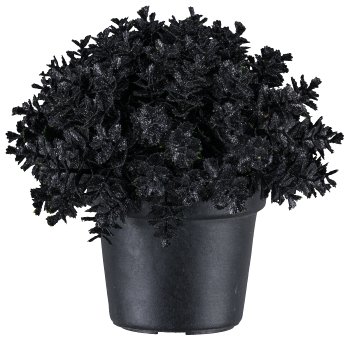 Eucalyptus pot iced, 13cm, black