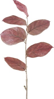 Salal, 64cm, apricot