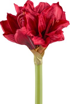 Amaryllis, 55cm, red