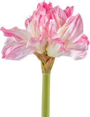 Amaryllis, 55cm, pink