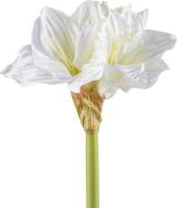 Amaryllis, 55cm, white