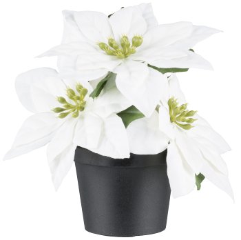 Poinsettia im Topf x3, 15cm, weiss