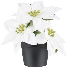 Poinsettia in pot x3, 15cm, white