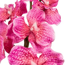 Vanda, 85cm, pink