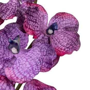 Vanda, 85cm, lilac