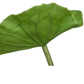 Lotusblatt, 83cm, grün