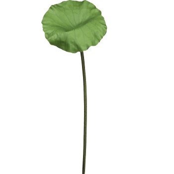 Lotusblatt, 83cm, grün