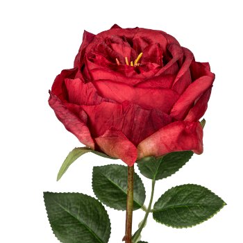 Englische Rose, 63cm, rot