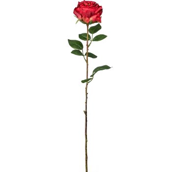 Englische Rose, 63cm, rot