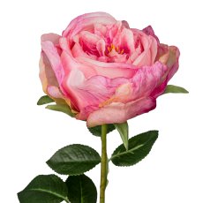 Englische Rose, 63cm, rosa