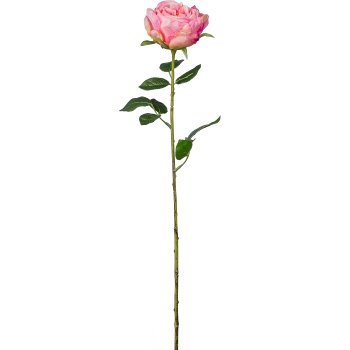 English rose, 63cm, pale pink