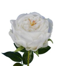 Englische Rose, 63cm, weiß