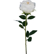 English rose, 63cm, white