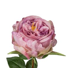 Englische Rose, 63cm, helllila