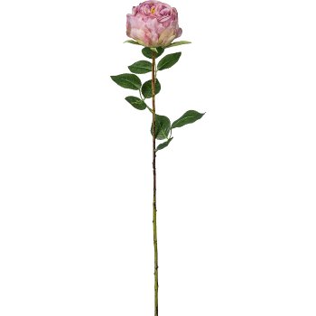 English rose, 63cm, light lilac