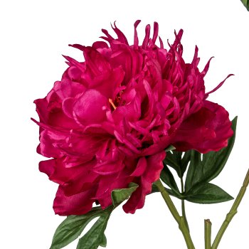 Peony, 65cm, ruby