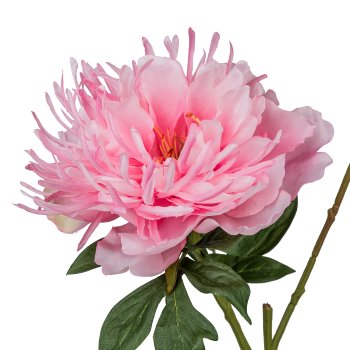 Peonie, 65cm, rosa