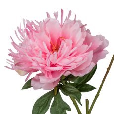 Peonie, 65cm, rosa
