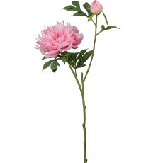 Peony, 65cm, pale pink