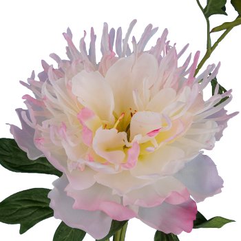Peonie, 65cm, hellrosa