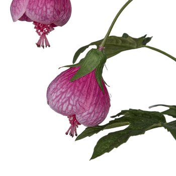 Abutilon, 107cm, pink