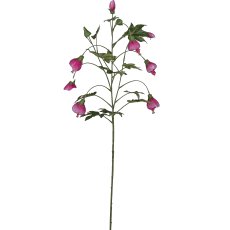 Abutilon, 107cm, pink