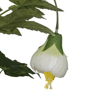 Abutilon, 107cm, weiß