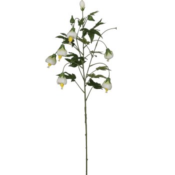 Abutilon, 107cm, white