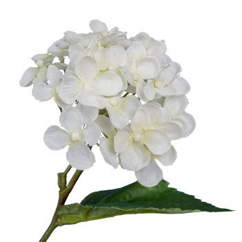 Hortensie, 114cm, weiß