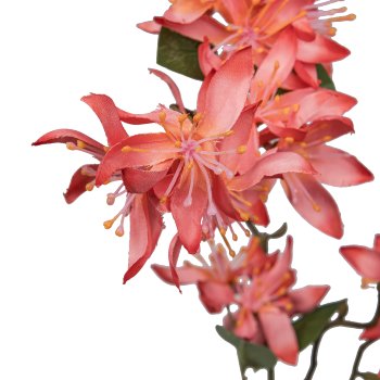Cassia, 84cm, salmon