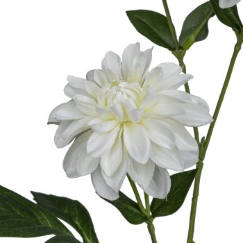 Dahlie, 72cm, weiß